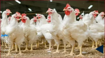 أسعار الفراخ.. تغييرات جديدة في بورصة الدواجن وأسواق اليوم الأربعاء